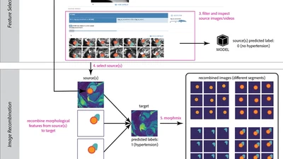 MiMICRI: Towards Domain-centered Counterfactual Explanations of Cardiovascular Image Classification Models featured image