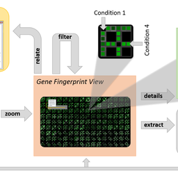VisExpress: Visual exploration of differential gene expression data